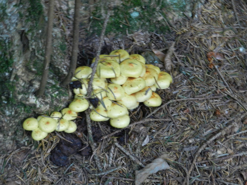 ritrovamento di fine settembre